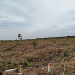 Negara Terkesan Tidak Berdaya Menyelamatkan Kawasan Hutan Dari Kroni Mafia Lahan