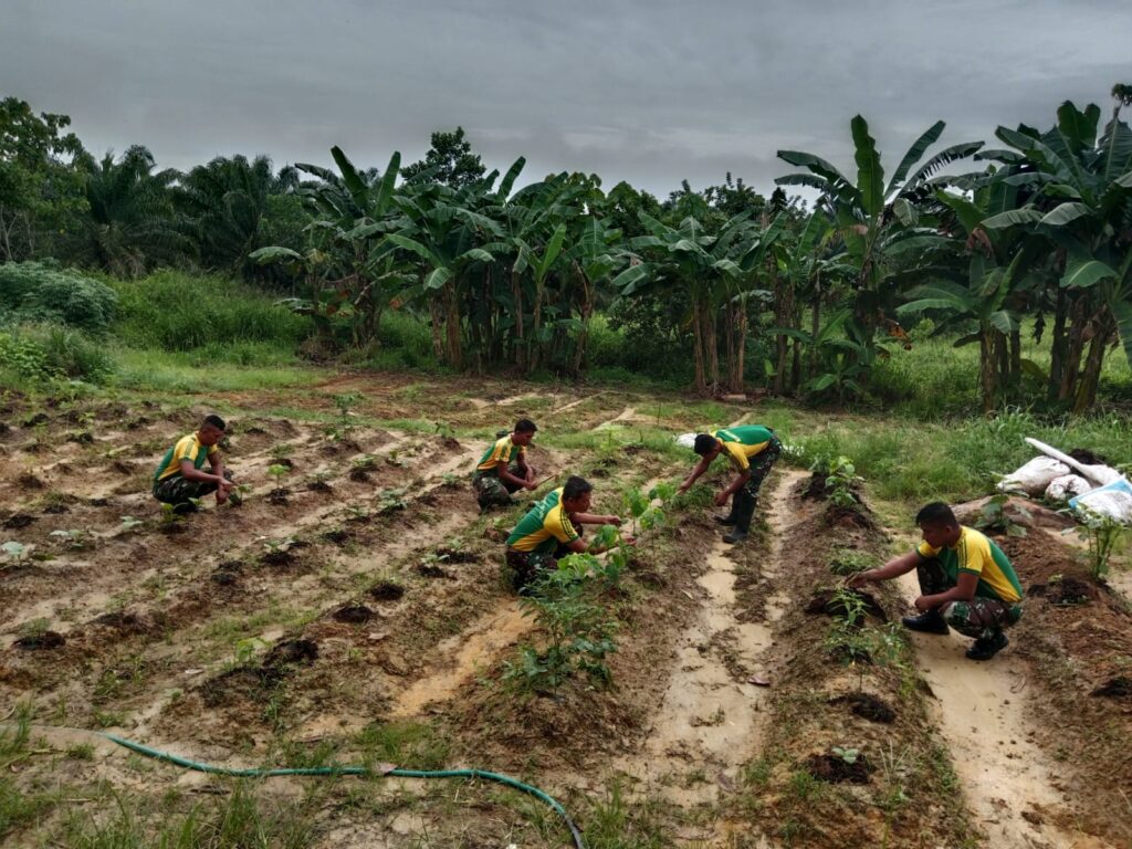 Kostrad Wujudkan Kemandirian Pangan di Perbatasan melalui Pertanian Inovatif