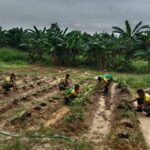 Kostrad Wujudkan Kemandirian Pangan di Perbatasan melalui Pertanian Inovatif