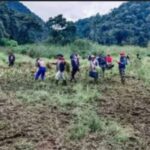 Perhutani Brebes Manfaatkan Lahan Tidur Dengan Tanaman Pangan
