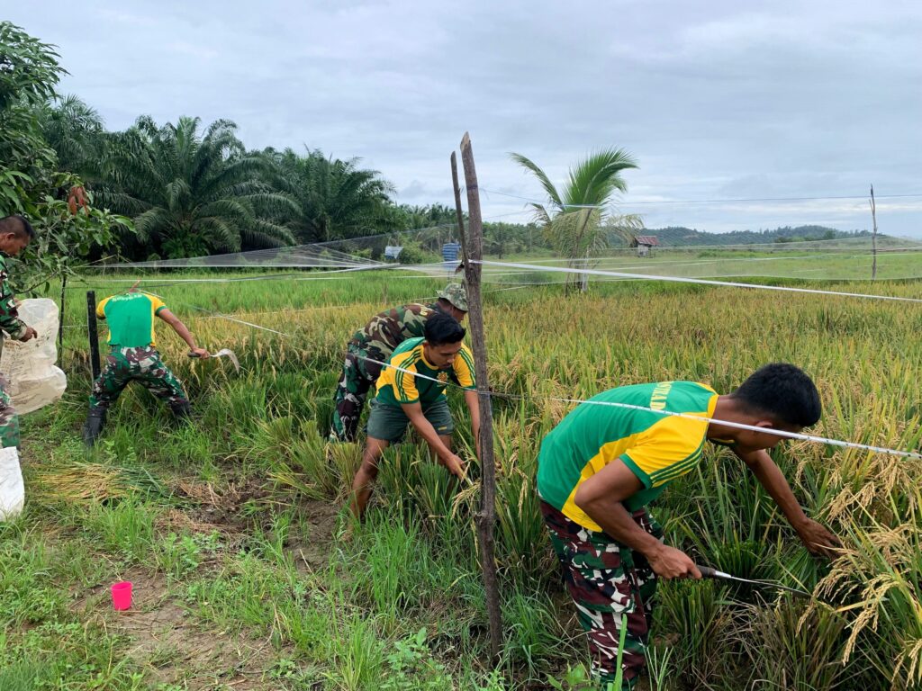 Satgas Pamtas Yonarmed 11 Kostrad Bersama Warga Panen Padi