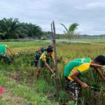 Satgas Pamtas Yonarmed 11 Kostrad Bersama Warga Panen Padi