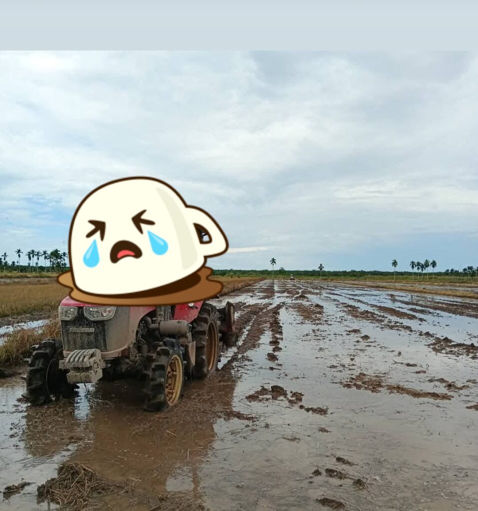 Dampak Tingginya Biaya Sewa Traktor Bantuan Pemerintah, Petani Simpang Datuk Menjerit